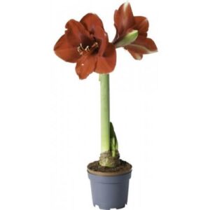 Amaryllis