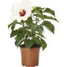 Hibiskus