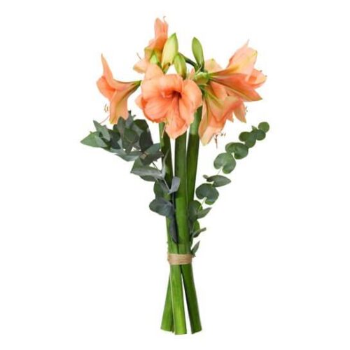 Höstamaryllis