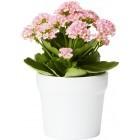 Kalanchoe