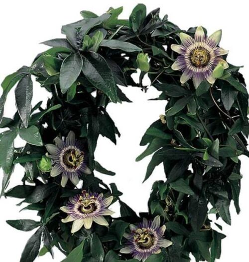 Passionsblomma