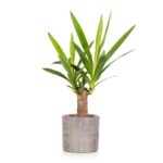 Yucca