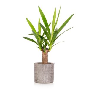 Yucca