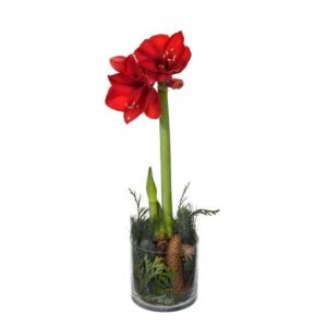 Julamaryllis i glaskruka - Bild 1