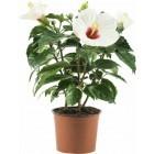 hibiskus