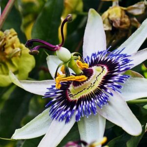 Passionsblomma - Bild 2