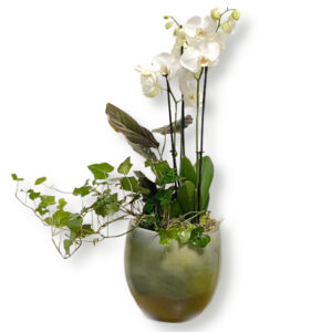 Orangemang i kruka med Orchidea