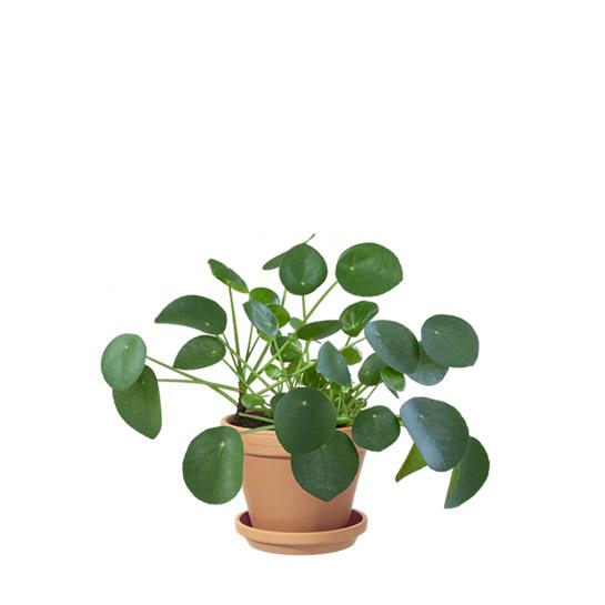 ELEFANTÖRA