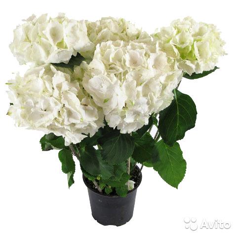 HORTENSIA ROSA, VITA eller BLÅ I KRUKA