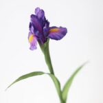 iris