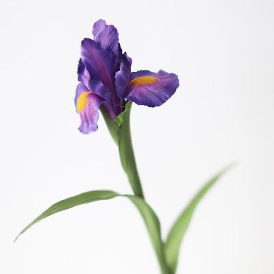 iris