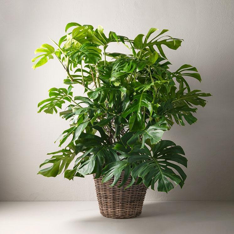 Monstera moderplanta