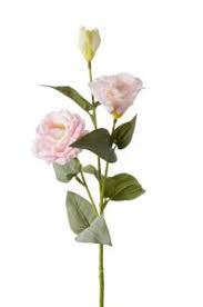 prärieklocka rosa