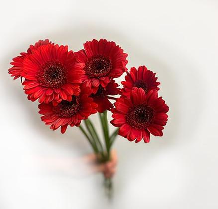 red gerbera