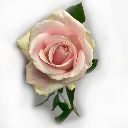 rose rosa
