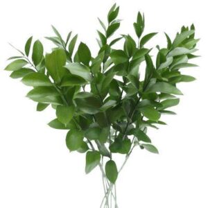 ruscus